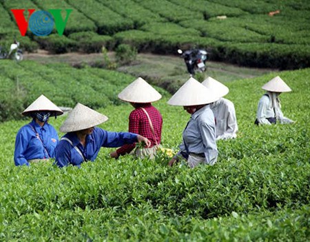 Sản xuất chè theo quy trình GAP để có sản phẩm an toàn (30/6/2016)